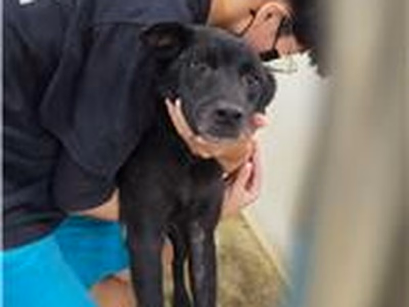 Black adult male mixed-breed dog, Large, shelter no. …5019