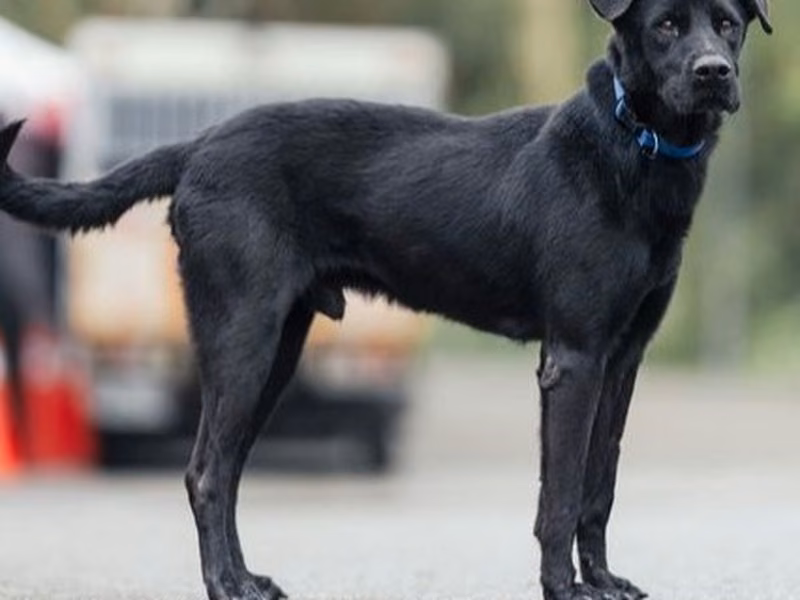 Black adult male mixed-breed dog, Medium, shelter no. …1305