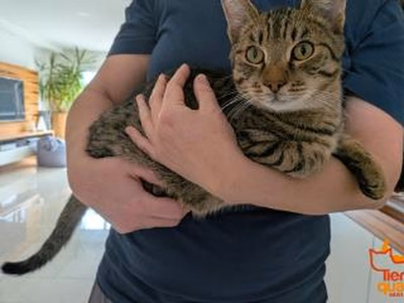 European shorthair mâle (marron et tigré), refuge n° …4009
