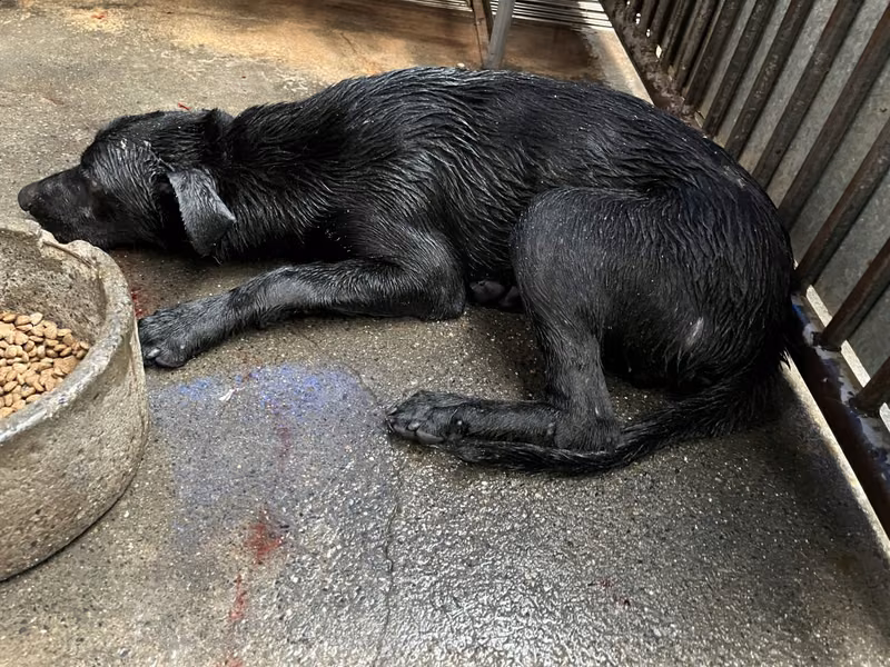 Black adult male mixed-breed dog, Medium, shelter no. …1006