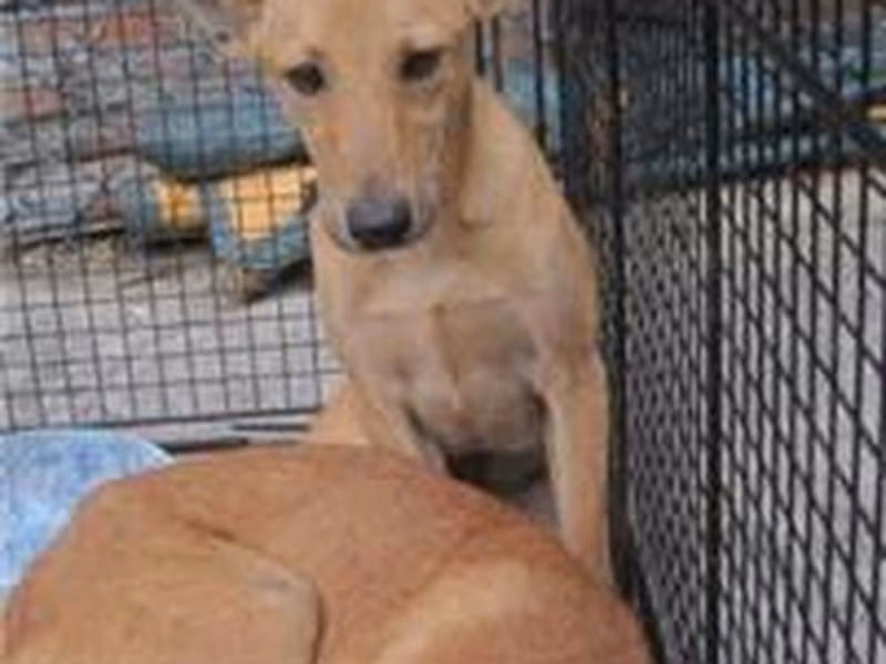 Tan adult male mixed-breed dog, Medium, shelter no. …0027