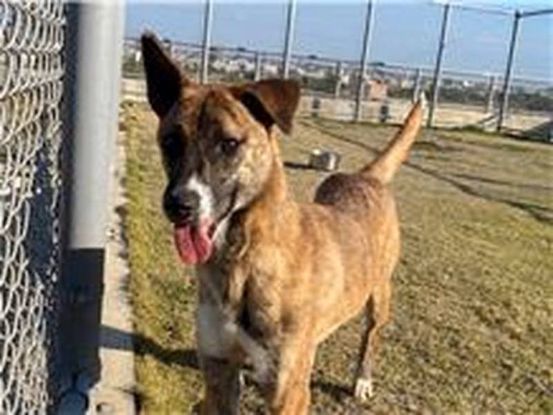 Tabby adult female mixed-breed dog, Medium, shelter no. …8001