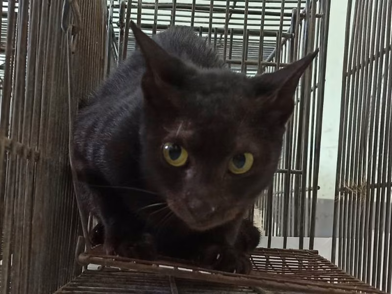 Black adult female mixed-breed cat, Small, shelter no. …6C02