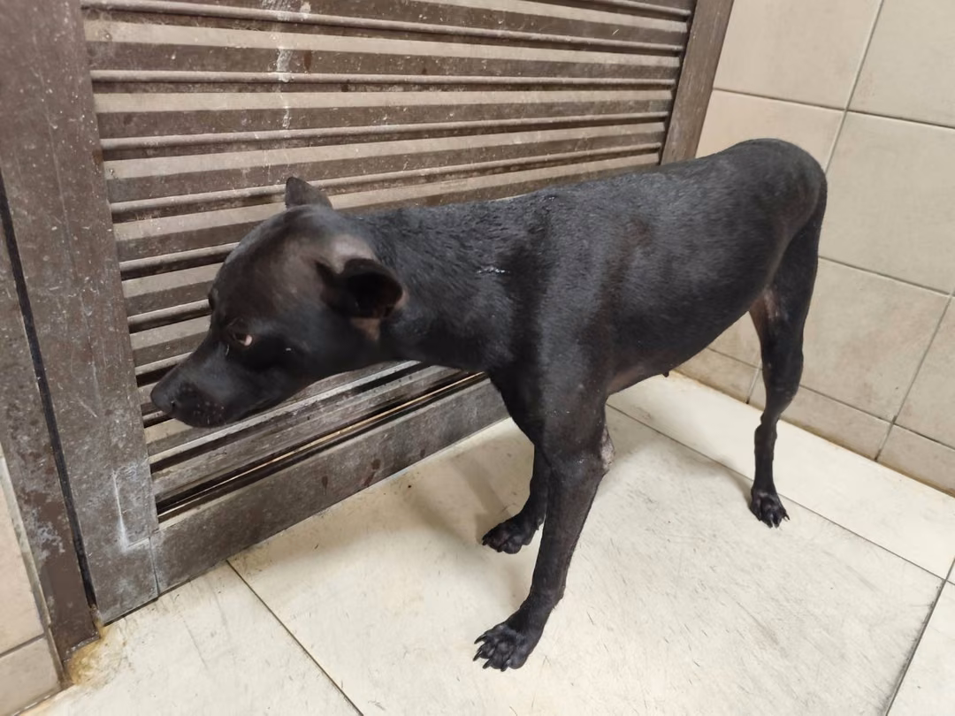 Black adult female mixed-breed dog, Large, shelter no. …0907