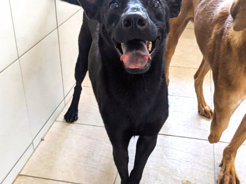 Black young female mixed-breed dog, Small, shelter no. …5001