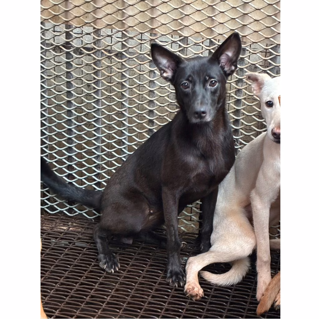 黑色青年母混種犬，小型, 收容編號 …6003
