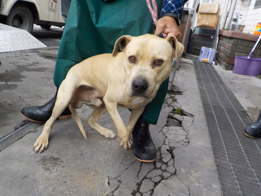 Cream adult male mixed-breed dog, Medium, shelter no. …3714
