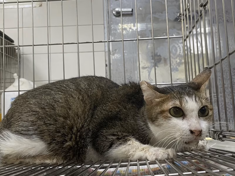 Tabby-and-white adult female mixed-breed cat, Medium, shelter no. …0001