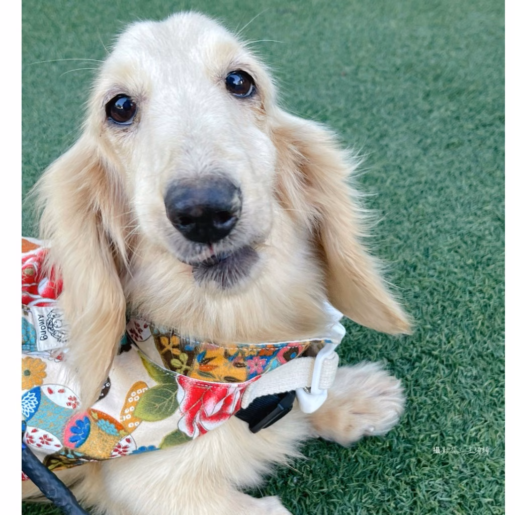 Tan adult female dachshund, Medium, shelter no. …3-05