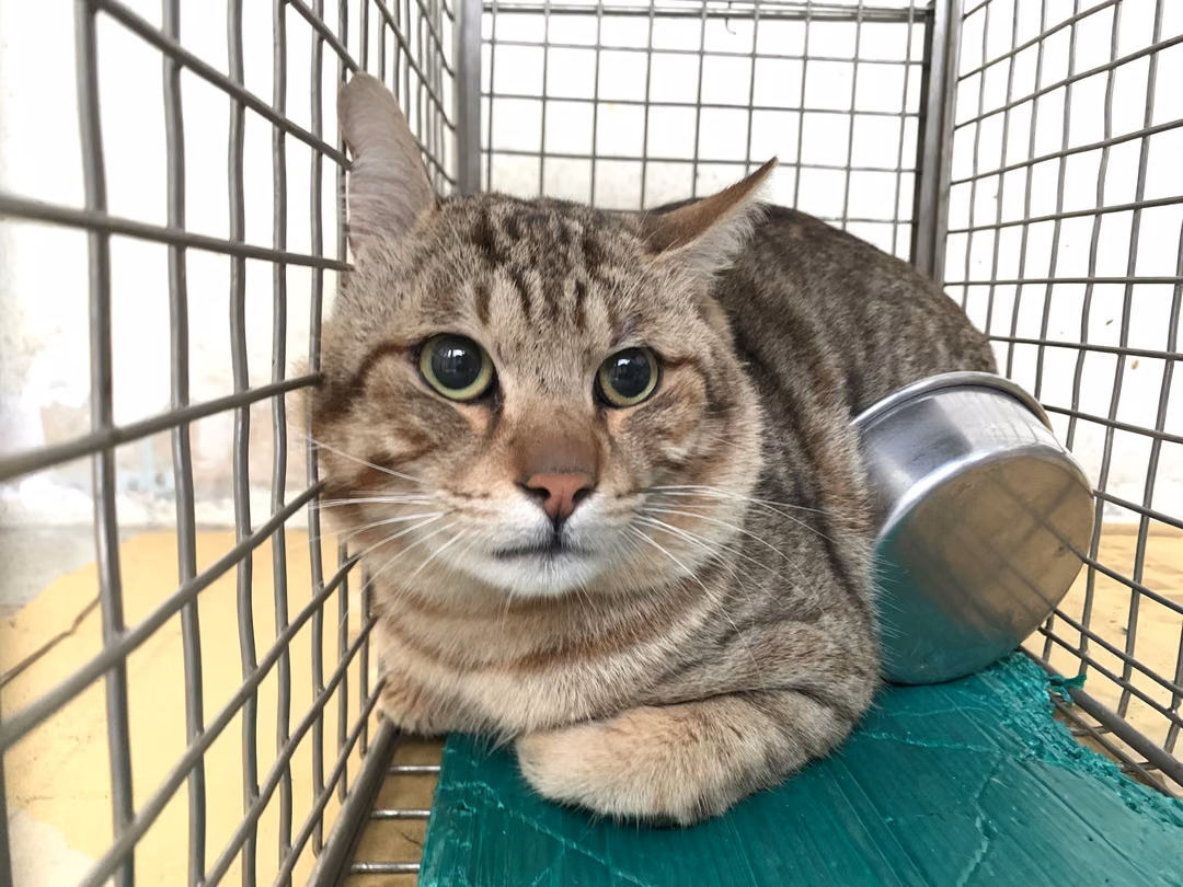 Tabby adult male mixed-breed cat, Small, shelter no. …2201