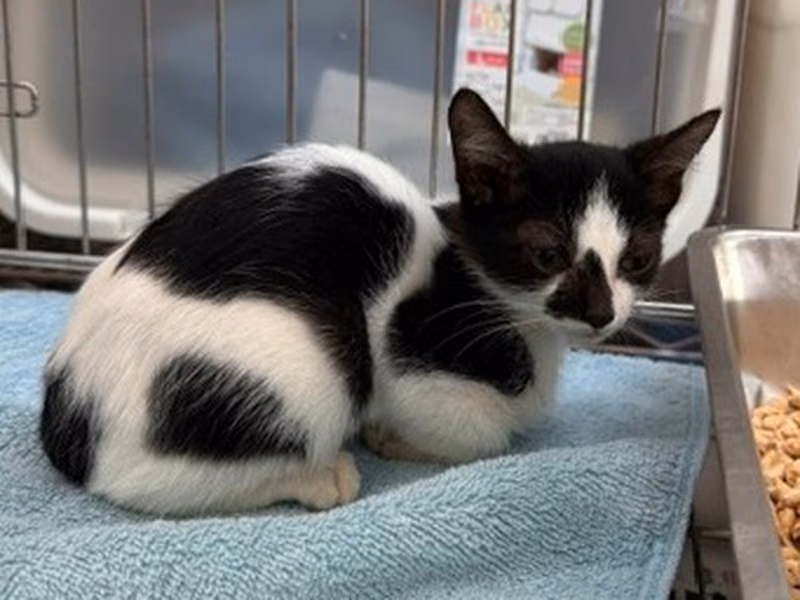 Pusang halo ang lahi (Bata, itim at puti), Maliit, blg. ng shelter …3003