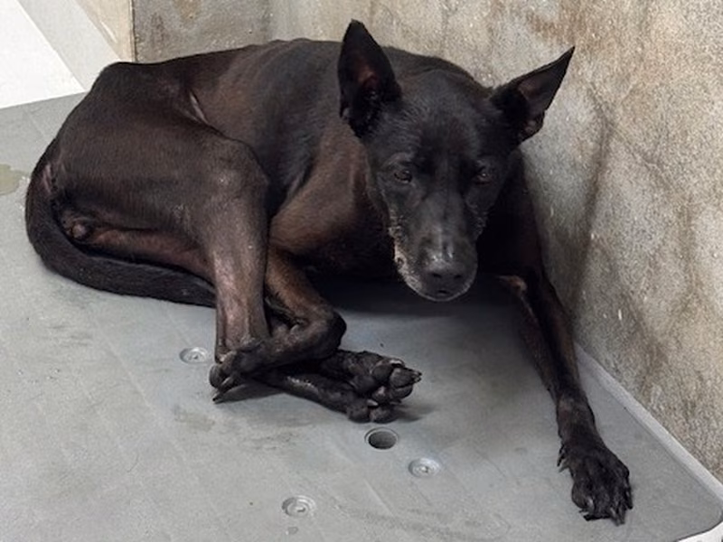 Black adult female mixed-breed dog, Medium, shelter no. …5002