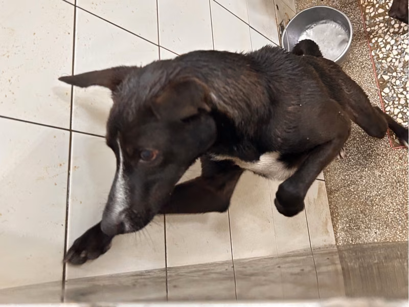 Black adult male mixed-breed dog, Large, shelter no. …20A1