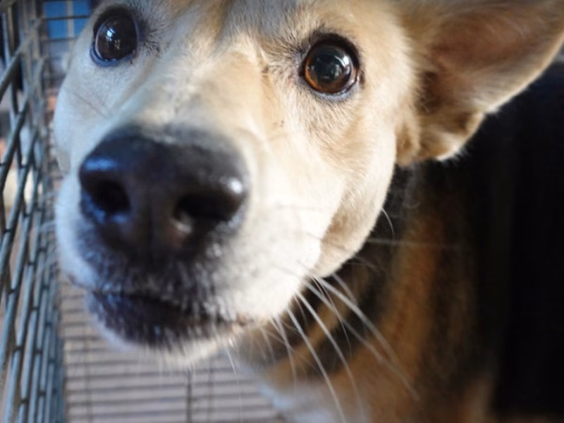 Black-and-tan adult male mixed-breed dog, Medium, shelter no. …1-02