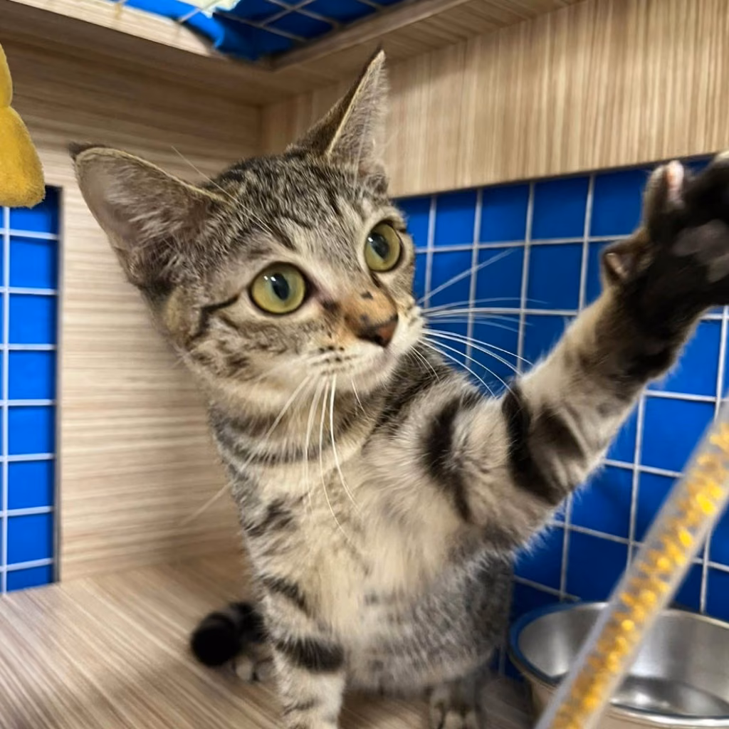 Gato mestizo macho joven (atigrado), Pequeño, refugio n.º …5-01
