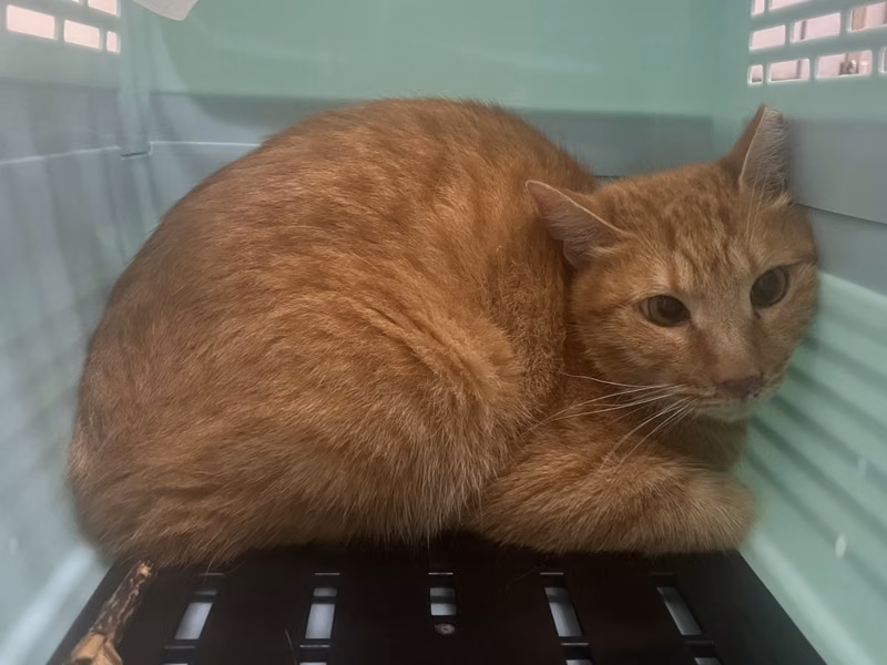 ミックス猫（オス・成猫・茶とトラ）、中型, 施設番号 …1008