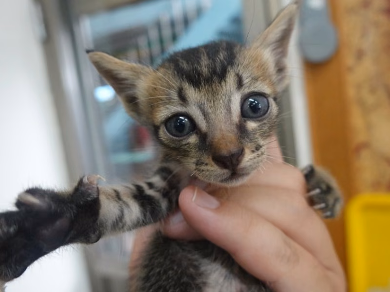Tabby young female mixed-breed cat, Small, shelter no. …4-08
