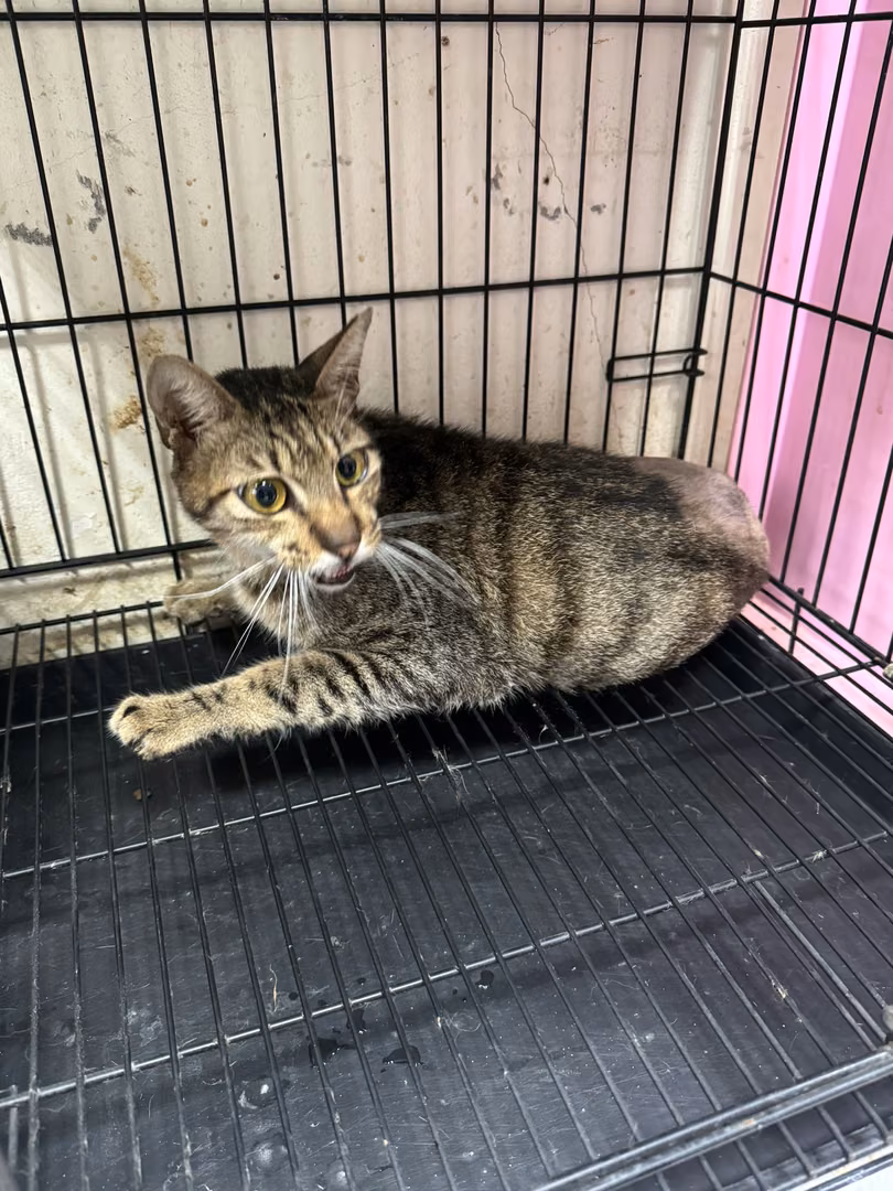Tabby adult male mixed-breed cat, Large, shelter no. …7014