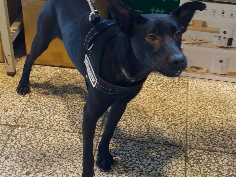 Black adult female mixed-breed dog, Medium, shelter no. …3002
