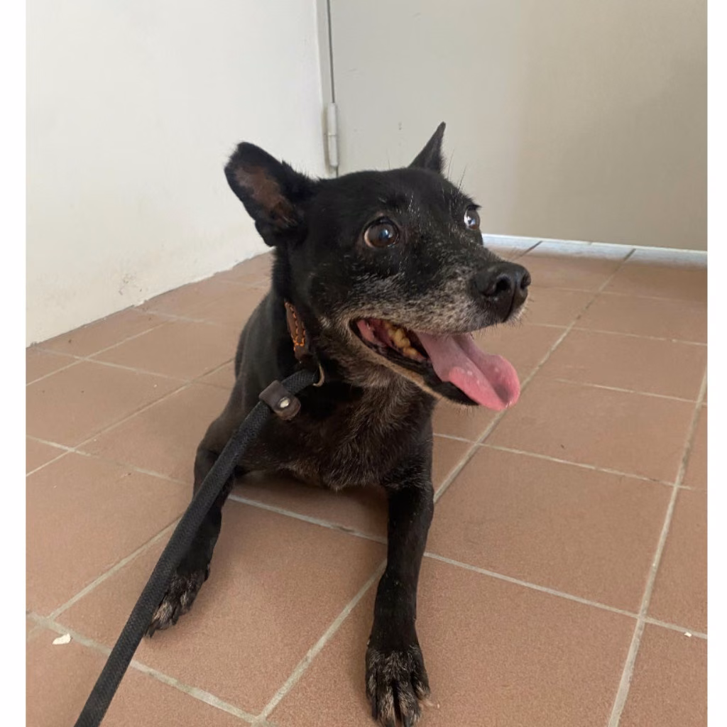 Black adult female mixed-breed dog, Medium, shelter no. …0107