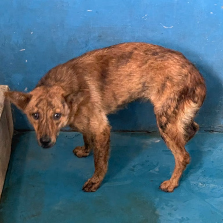 Tabby adult male mixed-breed dog, Large, shelter no. …9006