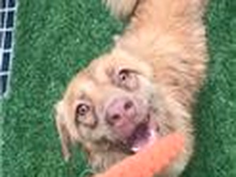 Brown adult female mixed-breed dog, Medium, shelter no. …7-12