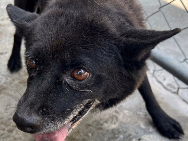 Black adult female mixed-breed dog, Large, shelter no. …052D