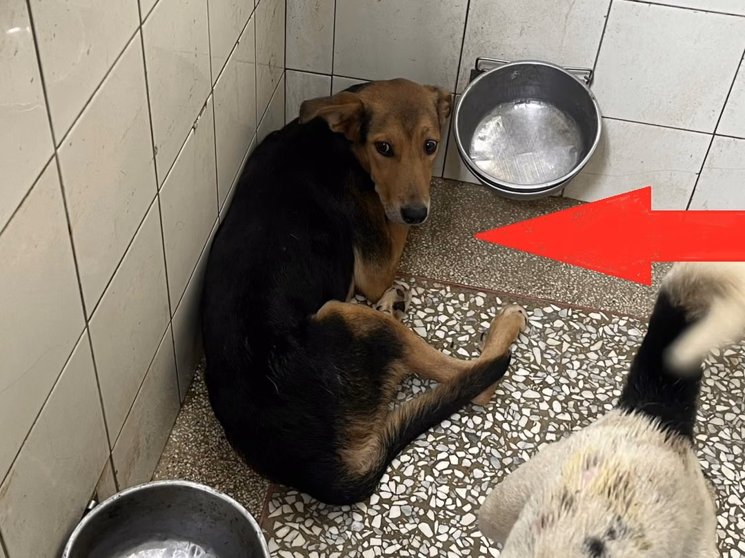 Black adult male mixed-breed dog, Large, shelter no. …2A24