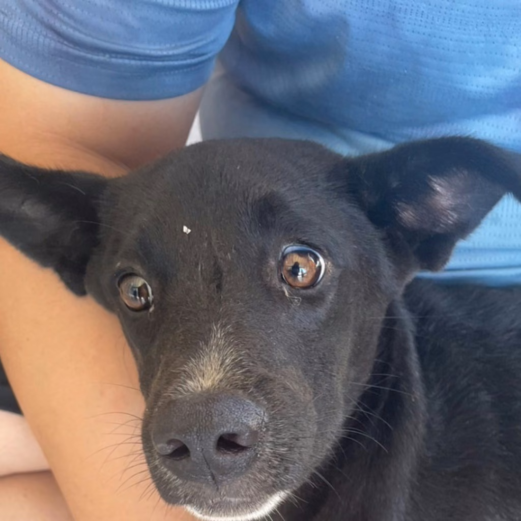 Black-and-white young female mixed-breed dog, Medium, shelter no. …9013