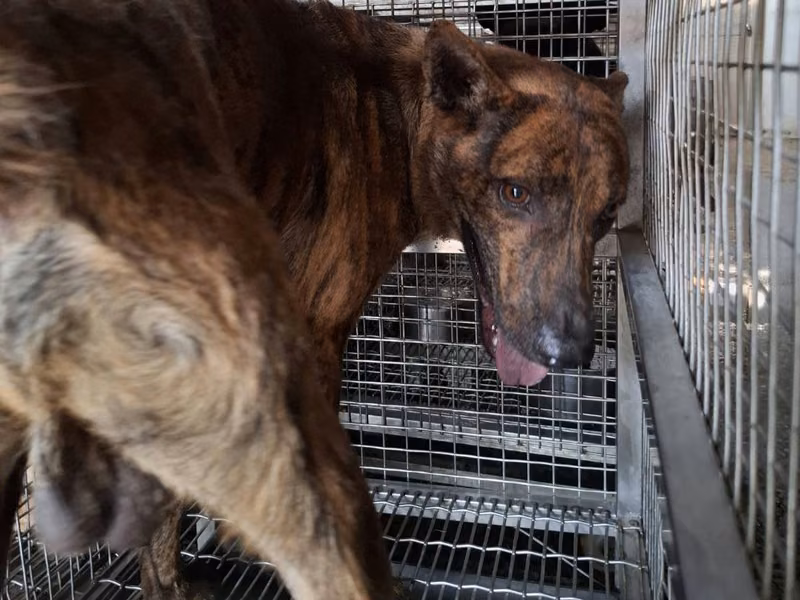Tabby adult male mixed-breed dog, Large, shelter no. …2-01