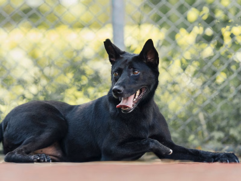 Black adult female mixed-breed dog, Medium, shelter no. …2604