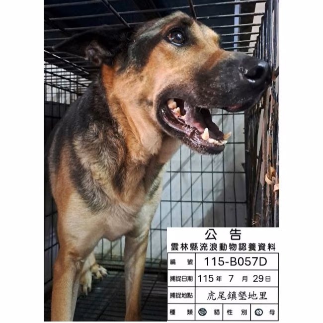 Black-and-brown adult male mixed-breed dog, Large, shelter no. …057D