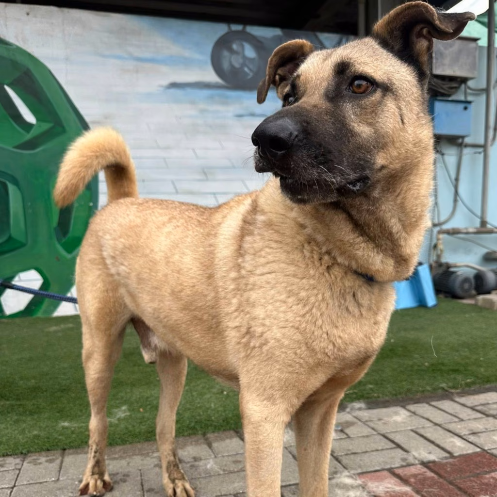 Black-and-brown adult male mixed-breed dog, Medium, shelter no. …0-03