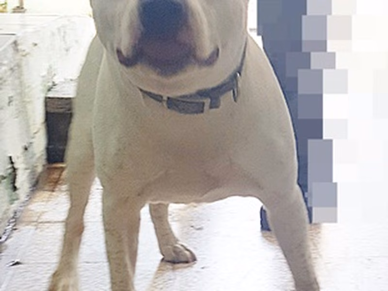 White adult male American Pit Bull Terrier, Medium, shelter no. …0017