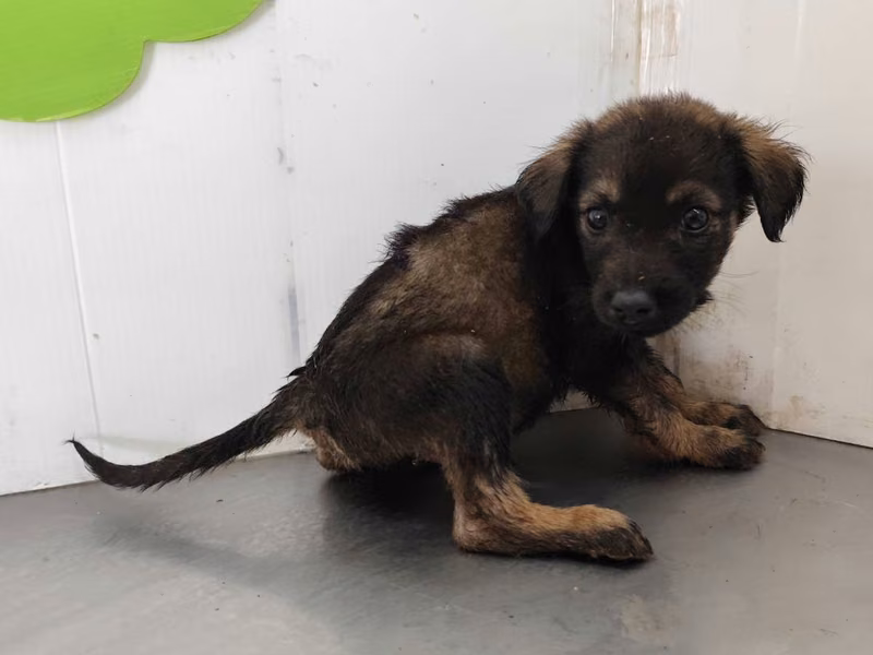 Black young male mixed-breed dog, Medium, shelter no. …1110