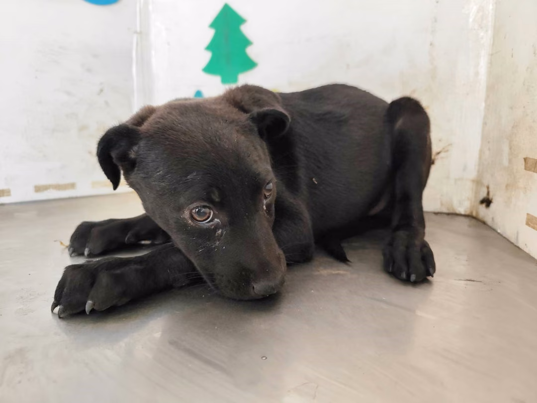 Black young female mixed-breed dog, Medium, shelter no. …2606