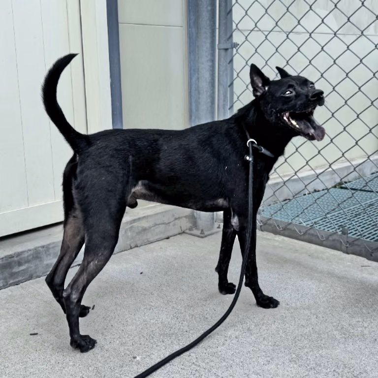 Black adult male mixed-breed dog, Medium, shelter no. …2010