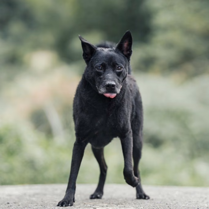 Black adult male mixed-breed dog, Medium, shelter no. …0028