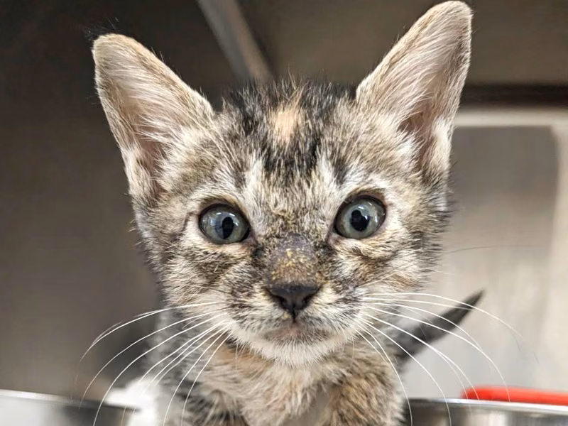 Tabby young female mixed-breed cat, Small, shelter no. …5003