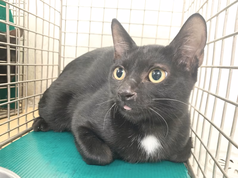 Black adult male mixed-breed cat, Small, shelter no. …2903