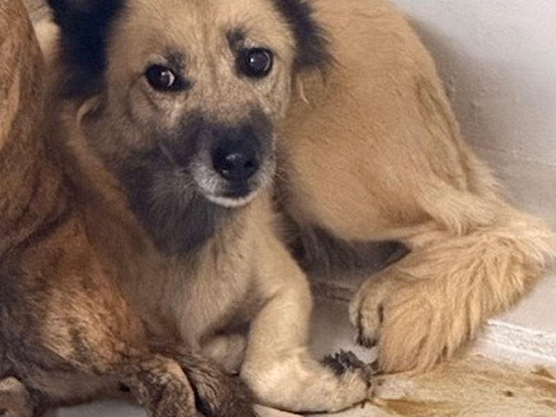 Adult female mixed-breed dog, Large, shelter no. …4002