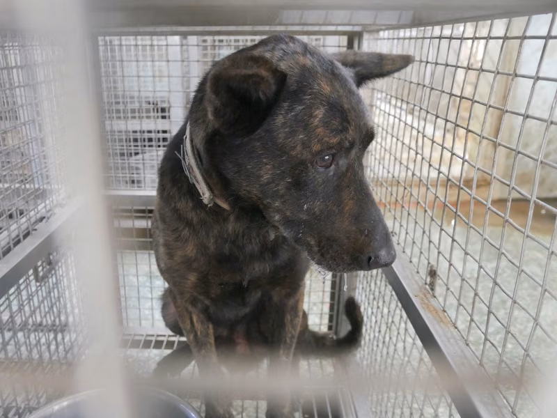 Tabby adult male mixed-breed dog, Medium, shelter no. …8-01