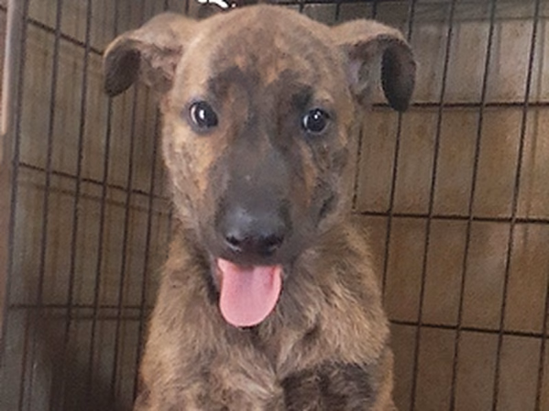 Tabby young male mixed-breed dog, Medium, shelter no. …0025