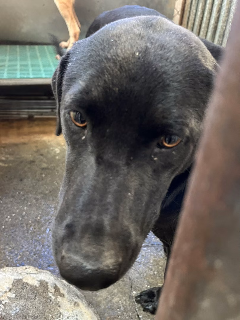 Black adult male mixed-breed dog, Medium, shelter no. …7002