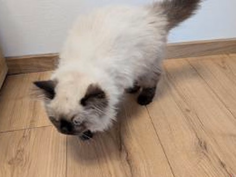 Young female Birman cat, shelter no. …4221