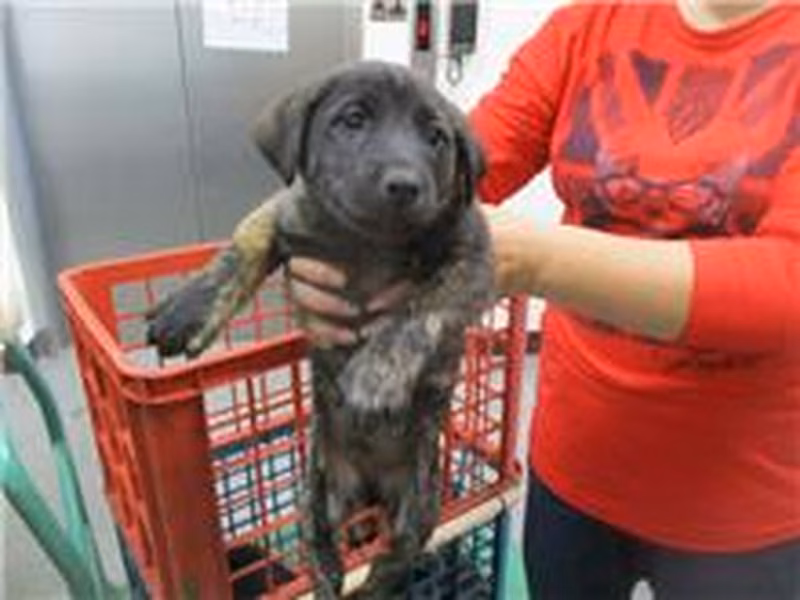 Tabby adult male mixed-breed dog, Medium, shelter no. …4019