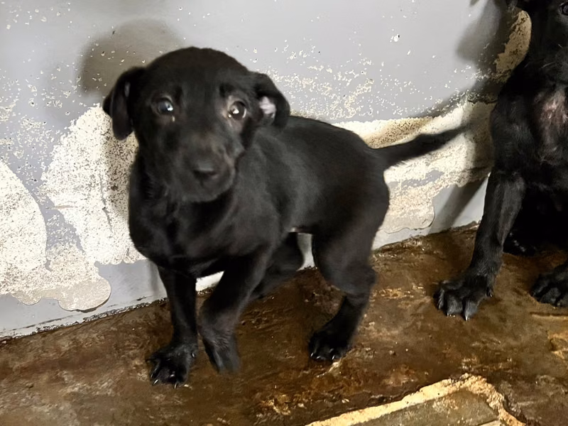 Black young female mixed-breed dog, Medium, shelter no. …3006