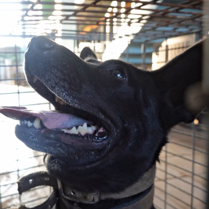 Black adult female mixed-breed dog, Medium, shelter no. …2-03
