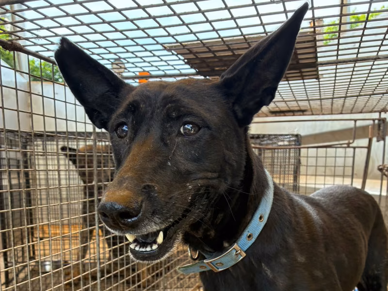 Black adult female mixed-breed dog, Medium, shelter no. …6007