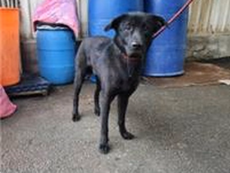 Black adult male mixed-breed dog, Medium, shelter no. …3002